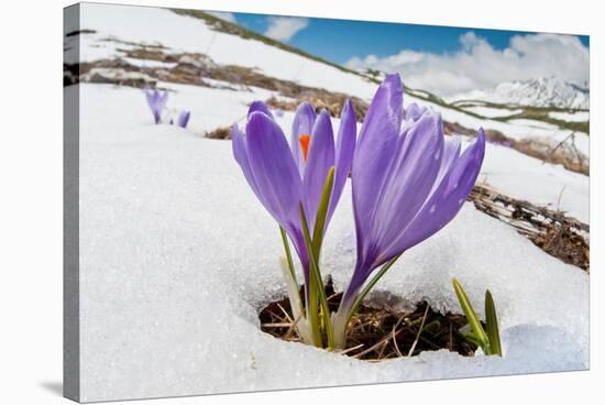 Spring Crocus in flower in snow, Campo Imperatore, Italy-Paul Harcourt Davies-Stretched Canvas