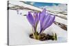Spring Crocus in flower in snow, Campo Imperatore, Italy-Paul Harcourt Davies-Stretched Canvas
