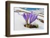 Spring Crocus in flower in snow, Campo Imperatore, Italy-Paul Harcourt Davies-Framed Photographic Print