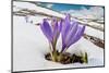 Spring Crocus in flower in snow, Campo Imperatore, Italy-Paul Harcourt Davies-Mounted Photographic Print