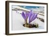 Spring Crocus in flower in snow, Campo Imperatore, Italy-Paul Harcourt Davies-Framed Photographic Print