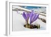 Spring Crocus in flower in snow, Campo Imperatore, Italy-Paul Harcourt Davies-Framed Photographic Print