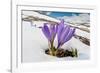 Spring Crocus in flower in snow, Campo Imperatore, Italy-Paul Harcourt Davies-Framed Photographic Print