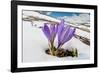 Spring Crocus in flower in snow, Campo Imperatore, Italy-Paul Harcourt Davies-Framed Photographic Print