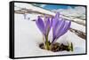 Spring Crocus in flower in snow, Campo Imperatore, Italy-Paul Harcourt Davies-Framed Stretched Canvas