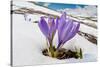 Spring Crocus in flower in snow, Campo Imperatore, Italy-Paul Harcourt Davies-Stretched Canvas