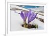 Spring Crocus in flower in snow, Campo Imperatore, Italy-Paul Harcourt Davies-Framed Photographic Print