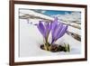 Spring Crocus in flower in snow, Campo Imperatore, Italy-Paul Harcourt Davies-Framed Photographic Print