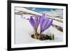 Spring Crocus in flower in snow, Campo Imperatore, Italy-Paul Harcourt Davies-Framed Photographic Print