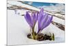 Spring Crocus in flower in snow, Campo Imperatore, Italy-Paul Harcourt Davies-Mounted Photographic Print