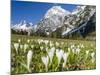 Spring-Crocus, Karwendel Range, Falzthurntal, Mt Lamsenspitze, Mt Sonnjoch, Bavaria-Martin Zwick-Mounted Photographic Print