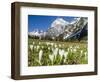 Spring-Crocus, Karwendel Range, Falzthurntal, Mt Lamsenspitze, Mt Sonnjoch, Bavaria-Martin Zwick-Framed Photographic Print