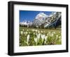 Spring-Crocus, Karwendel Range, Falzthurntal, Mt Lamsenspitze, Mt Sonnjoch, Bavaria-Martin Zwick-Framed Photographic Print