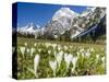 Spring-Crocus, Karwendel Range, Falzthurntal, Mt Lamsenspitze, Mt Sonnjoch, Bavaria-Martin Zwick-Stretched Canvas