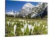 Spring-Crocus, Karwendel Range, Falzthurntal, Mt Lamsenspitze, Mt Sonnjoch, Bavaria-Martin Zwick-Stretched Canvas