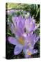 Spring Crocus Many Purple-null-Stretched Canvas