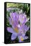 Spring Crocus Many Purple-null-Framed Stretched Canvas