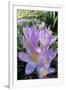Spring Crocus Many Purple-null-Framed Photographic Print