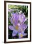 Spring Crocus Many Purple-null-Framed Photographic Print