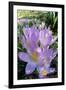 Spring Crocus Many Purple-null-Framed Photographic Print