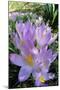 Spring Crocus Many Purple-null-Mounted Photographic Print