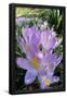 Essential Black