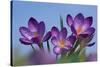 Spring Crocus, Norfolk-Ernie Janes-Stretched Canvas