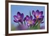 Spring Crocus, Norfolk-Ernie Janes-Framed Photographic Print