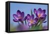 Spring Crocus, Norfolk-Ernie Janes-Framed Stretched Canvas