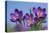 Spring Crocus, Norfolk-Ernie Janes-Stretched Canvas