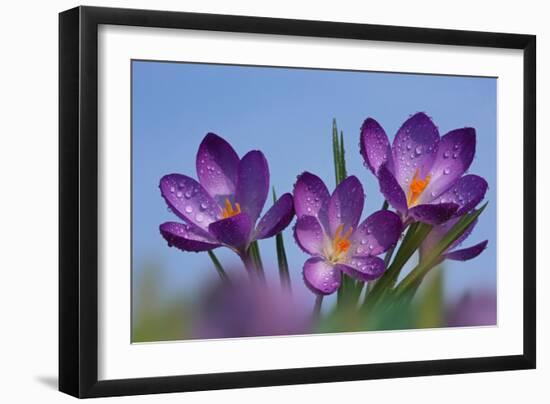 Spring Crocus, Norfolk-Ernie Janes-Framed Photographic Print