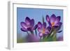 Spring Crocus, Norfolk-Ernie Janes-Framed Photographic Print