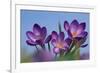 Spring Crocus, Norfolk-Ernie Janes-Framed Photographic Print