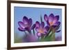 Spring Crocus, Norfolk-Ernie Janes-Framed Photographic Print