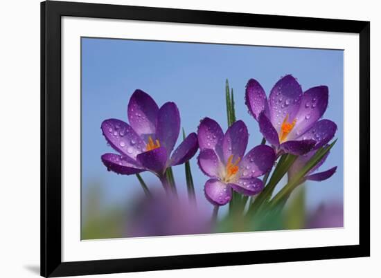 Spring Crocus, Norfolk-Ernie Janes-Framed Photographic Print