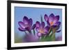 Spring Crocus, Norfolk-Ernie Janes-Framed Photographic Print