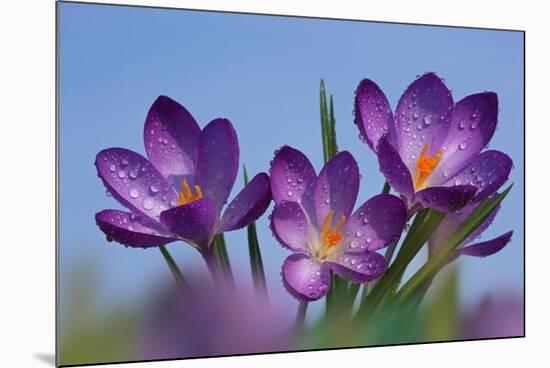 Spring Crocus, Norfolk-Ernie Janes-Mounted Photographic Print