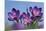 Spring Crocus, Norfolk-Ernie Janes-Mounted Photographic Print