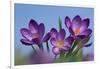 Spring Crocus, Norfolk-Ernie Janes-Framed Photographic Print