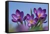 Spring Crocus, Norfolk-Ernie Janes-Framed Stretched Canvas