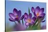 Spring Crocus, Norfolk-Ernie Janes-Stretched Canvas