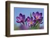 Spring Crocus, Norfolk-Ernie Janes-Framed Photographic Print