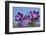 Spring Crocus, Norfolk-Ernie Janes-Framed Photographic Print