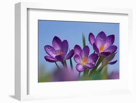 Spring Crocus, Norfolk-Ernie Janes-Framed Photographic Print