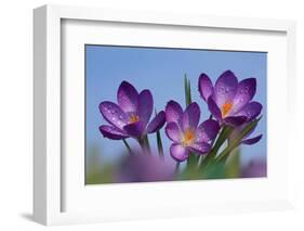 Spring Crocus, Norfolk-Ernie Janes-Framed Photographic Print