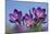 Spring Crocus, Norfolk-Ernie Janes-Mounted Photographic Print