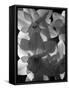 spring daffodils black and white image-AdventureArt-Framed Stretched Canvas