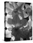 spring daffodils black and white image-AdventureArt-Stretched Canvas