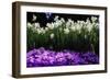 Spring Daffodils I-Alan Hausenflock-Framed Premium Photographic Print