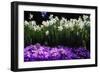 Spring Daffodils I-Alan Hausenflock-Framed Premium Photographic Print